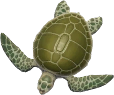 Olive Ridley Turtle
