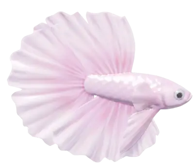Pink Betta