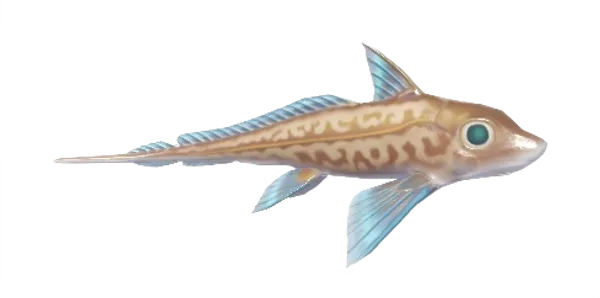 Rabbit Fish