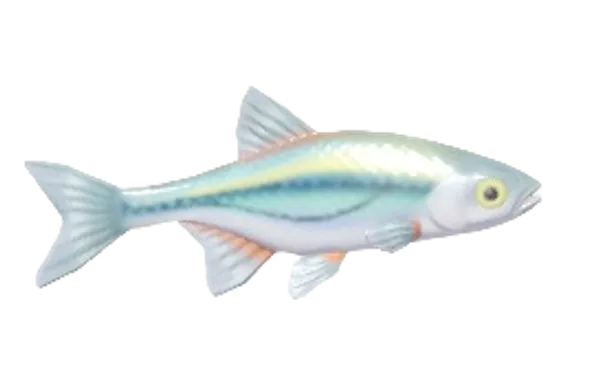 Schneider