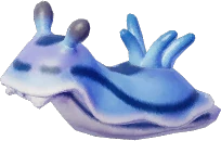 Sea Slug