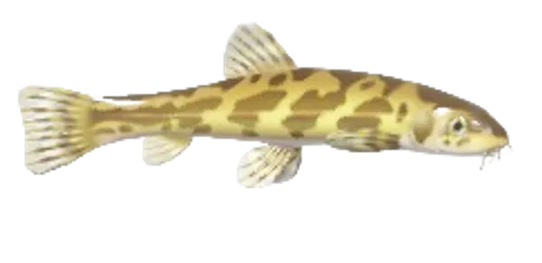Stone Loach