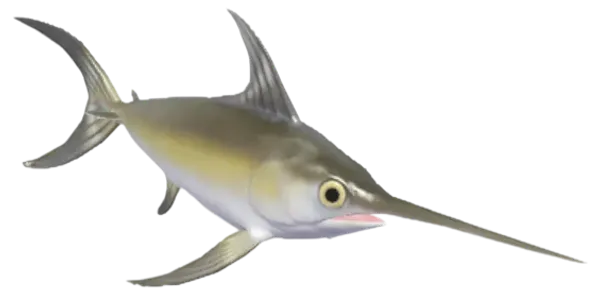 Swordfish