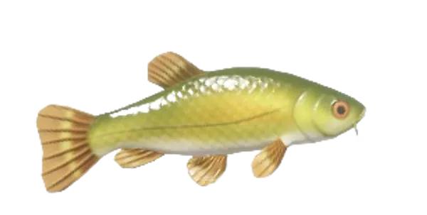 Tench