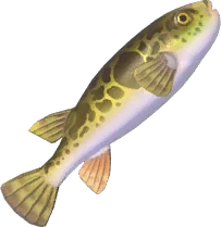 Tiger Puffer
