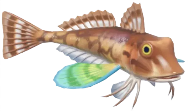 Tub Gurnard