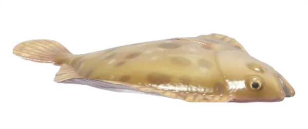 Turbot