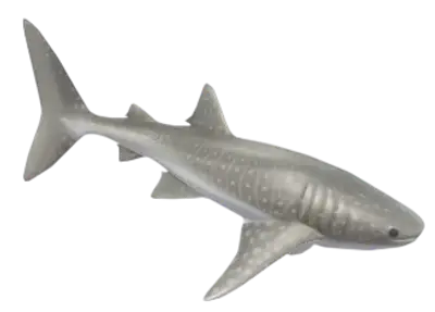 Whale Shark