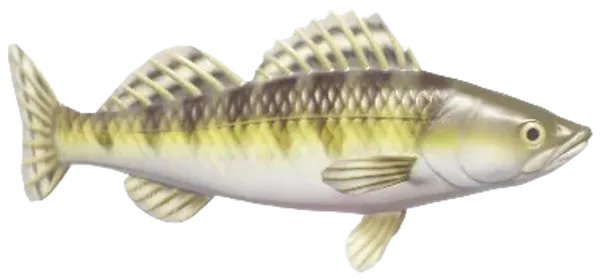 Zander