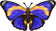 Agrias Butterfly