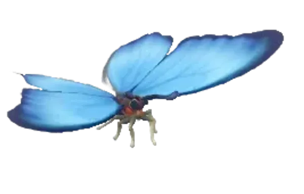 Blue Morpho