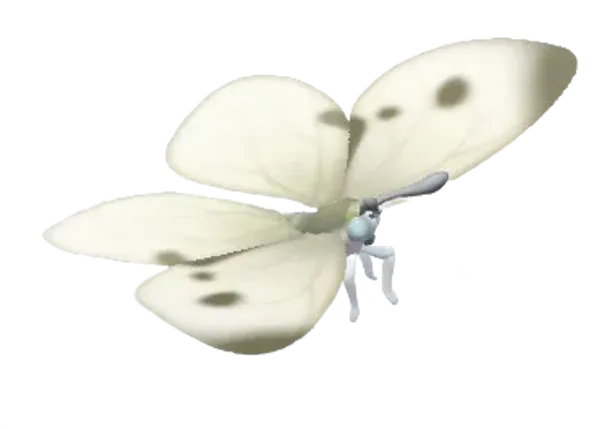 Cabbage White