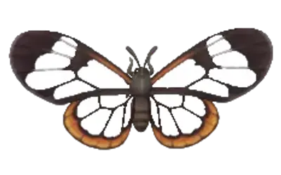 Glasswing Butterfly