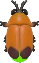 Great Black Firefly