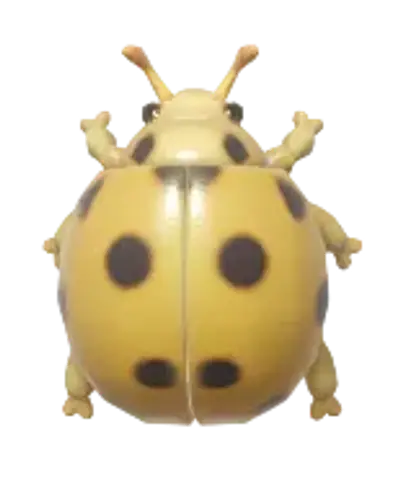 Greater Asian Lady Beetle