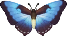 Morpho Luna
