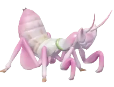 Orchid Mantis