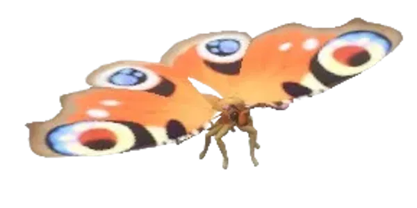 Peacock Butterfly