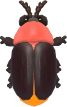 Pink-Necked Firefly