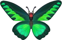 Rajah Brooke's Birdwing