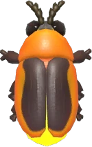 Rimmed Window Firefly