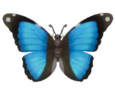 Scarce Morpho