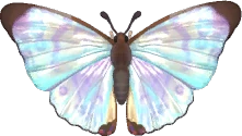 Sulkowsky's Morpho