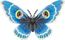 White-banded Erebus Moth